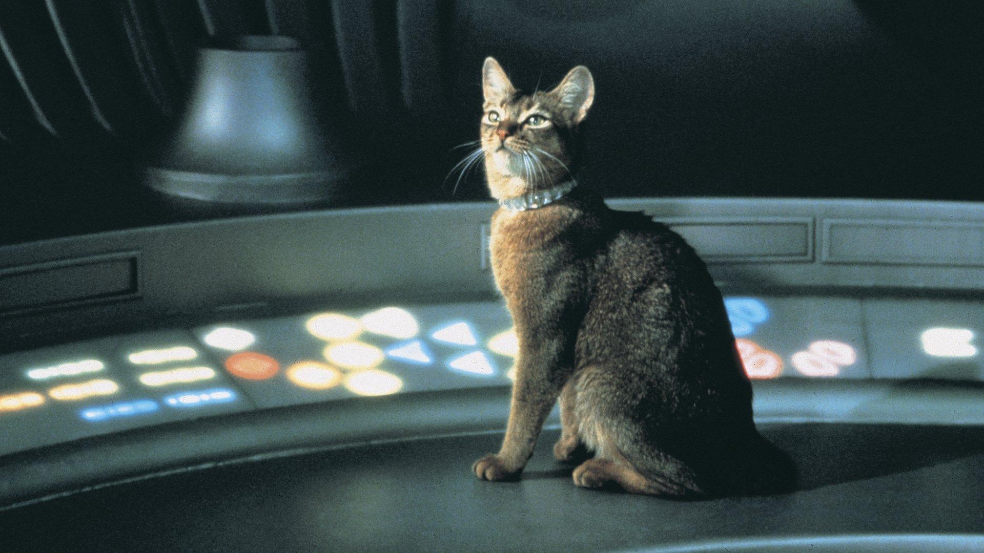 Le Chat qui vient de l'espace