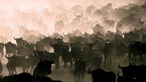 La grande migration des gnous