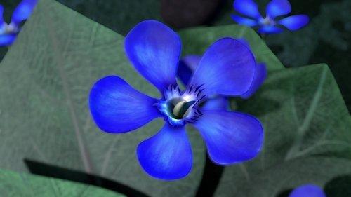 Fleurs de Dragon