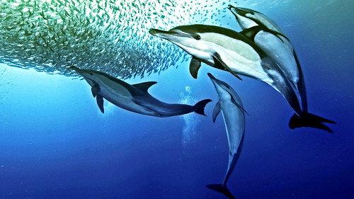 La course des sardines