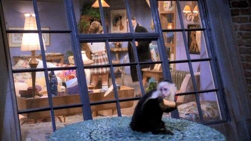 Celui qui a perdu son singe