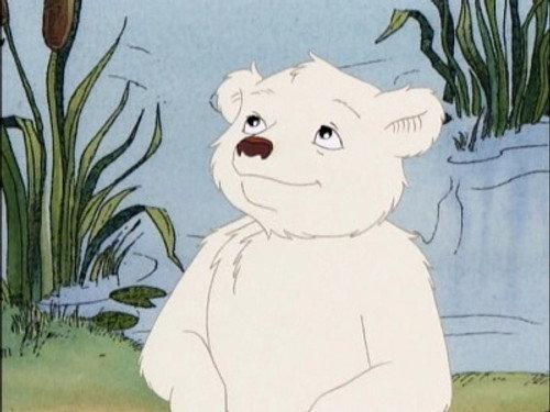 Petit-Ours Polaire